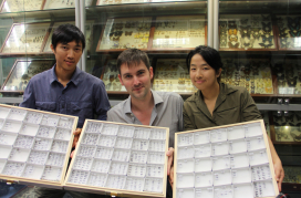 港大昆蟲生物多樣性與生物地理學實驗室團隊正展示螞蟻標本（左起: 博士生李灝、助理教授管納德博士及研究助理羅羽莹）。
